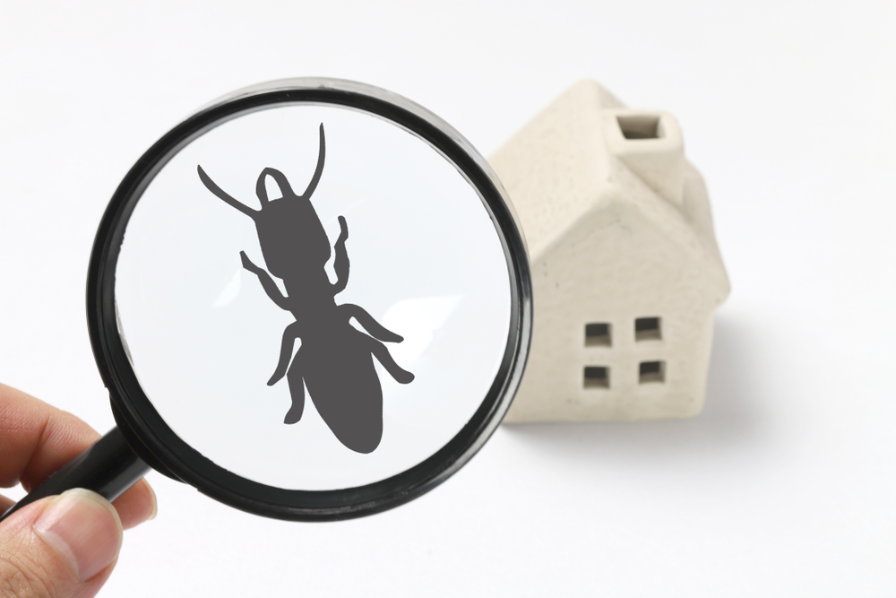 Why You Need a Termite Inspection For Real Estate Transactions